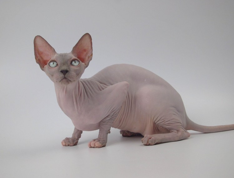 Сфинкс Петерболд