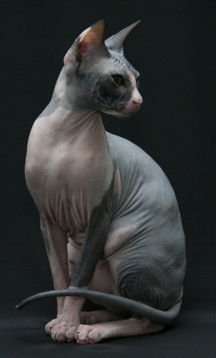 Сфинкс порода кошек