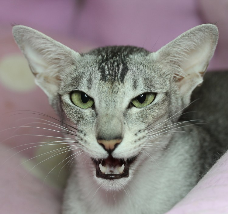 Порода кошек Ориентал