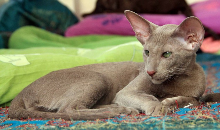 Ориентальная короткошерстная кошка