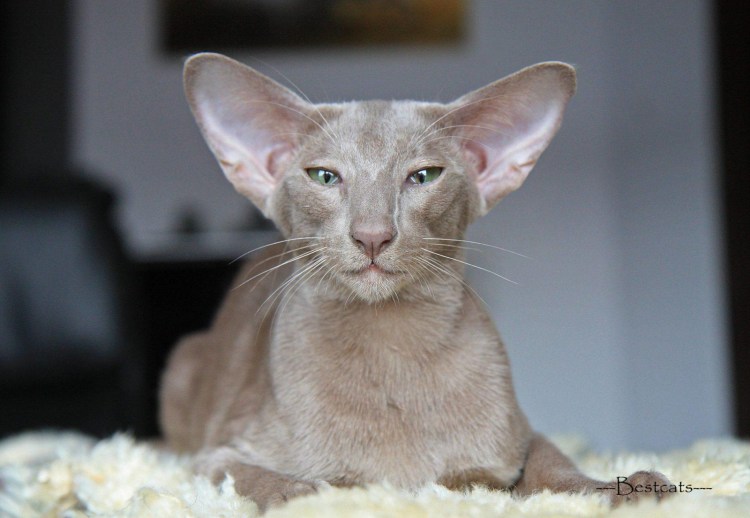 Кот Ориентал