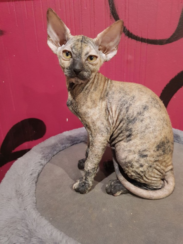 Канадский сфинкс черепаховый