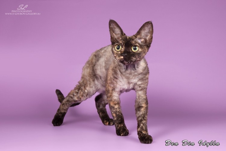 Донской сфинкс мраморный окрас