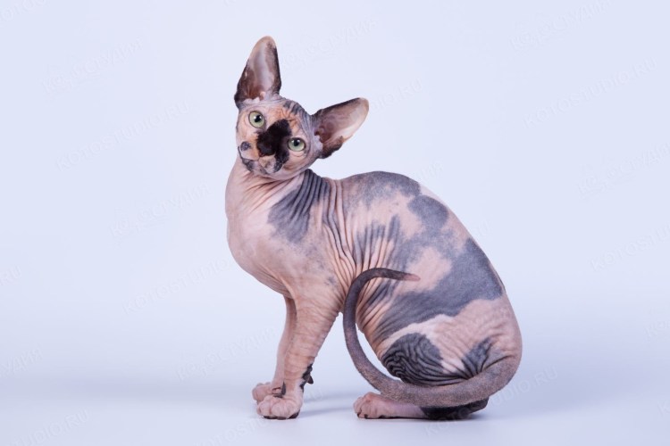 Петерболд черепаховый окрас