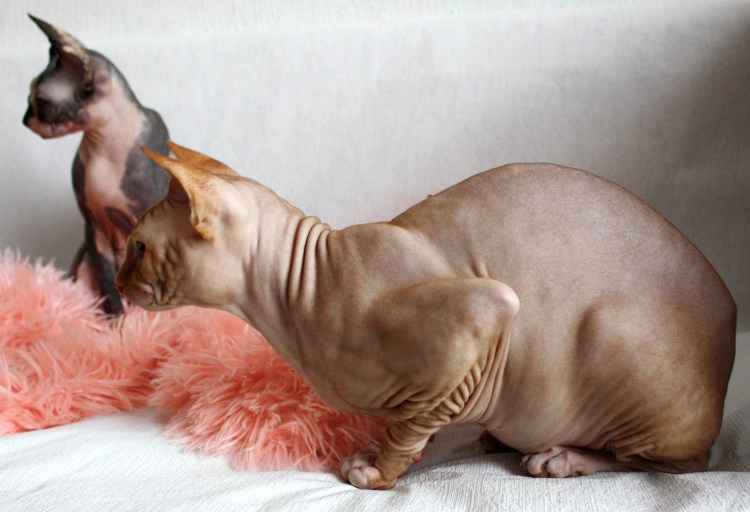 Корниш рекс черепаха