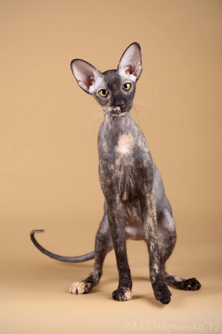 Донской сфинкс черепаховый