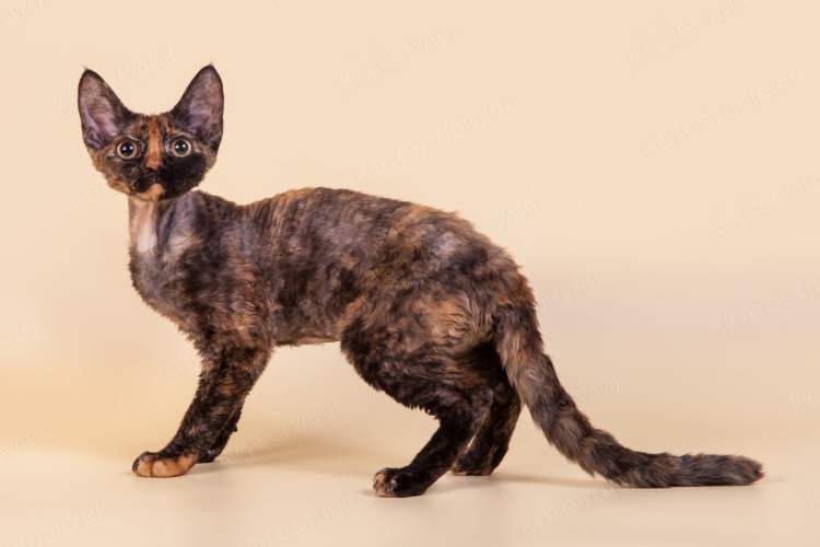 Девон рекс черепаховый