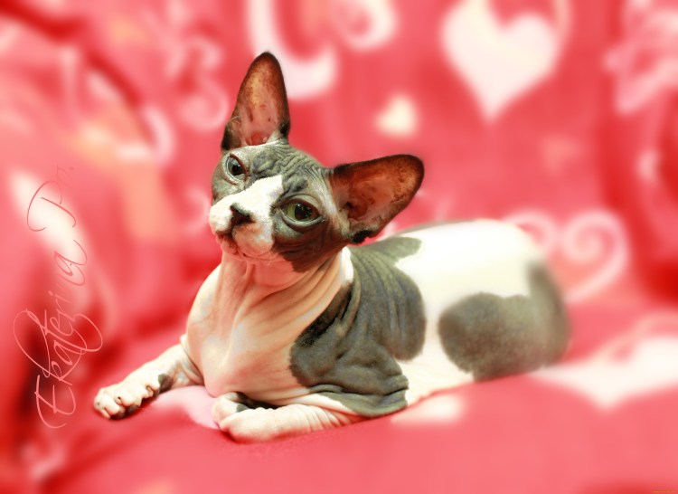 Сфинкс черепаховый окрас Донского сфинкса