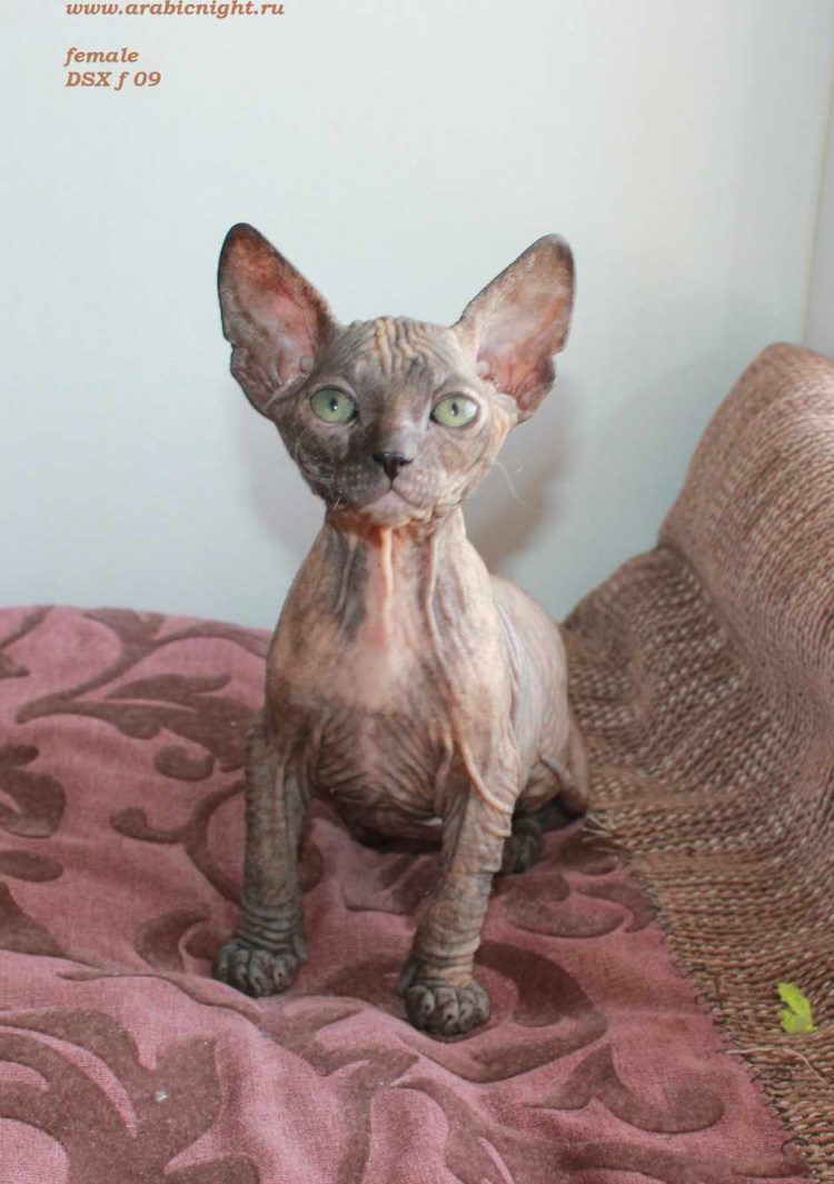 Сфинкс окрас Арлекин