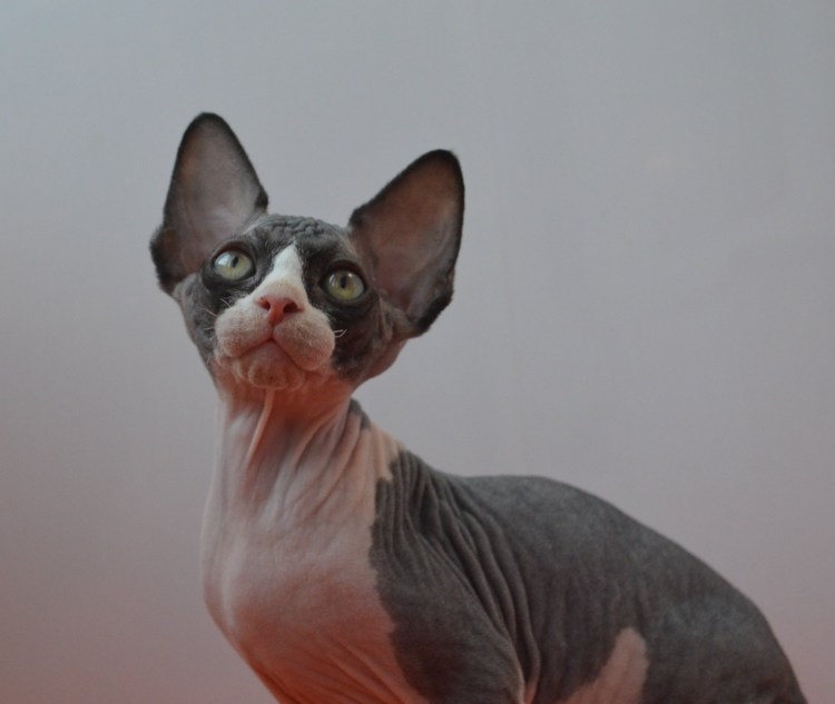 Петерболд Петербургский сфинкс