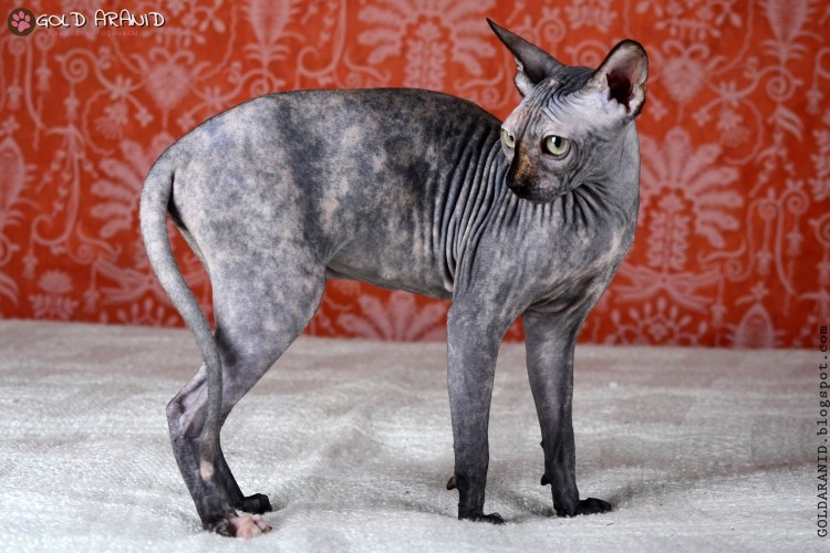 Канадский сфинкс черепаховый
