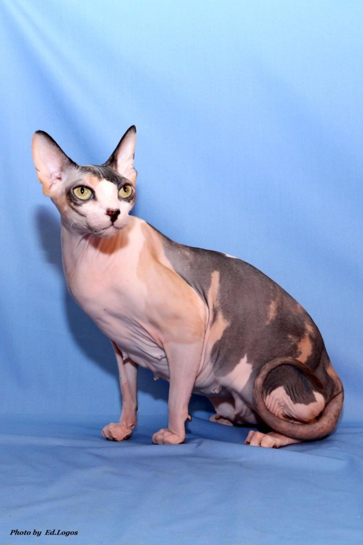 Окрас черепаховый табби у сфинкса