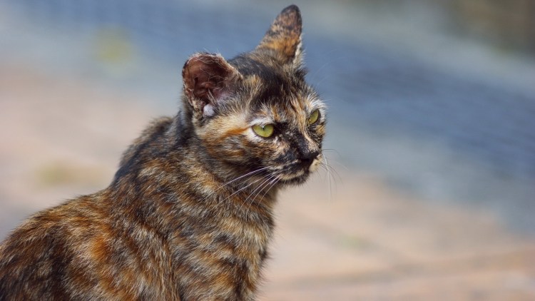 Корниш рекс кошка