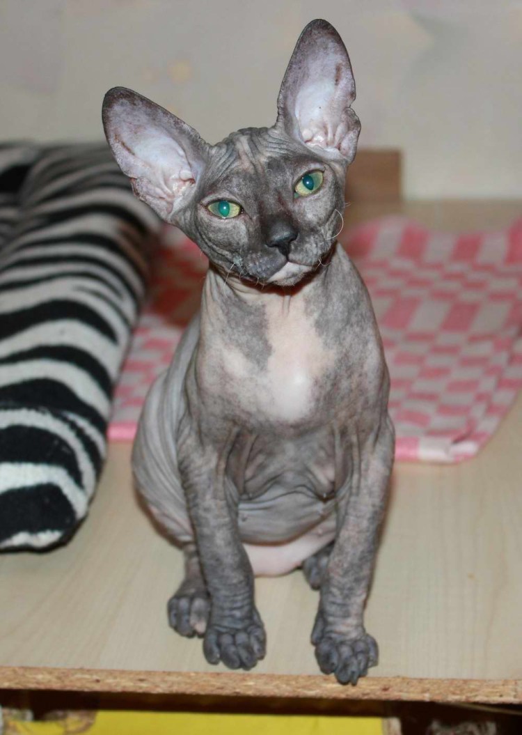 Канадский сфинкс черепаховый
