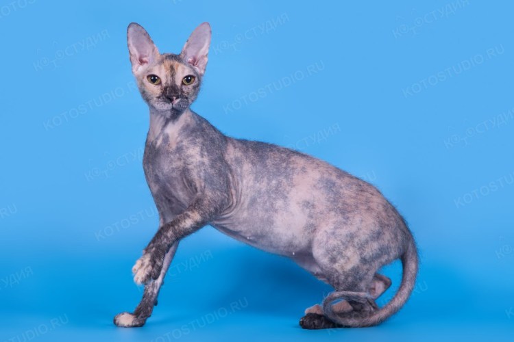 Сфинкс трехцветный фото