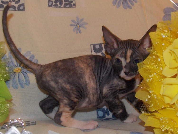 Черепаховая страйтовая кошечка