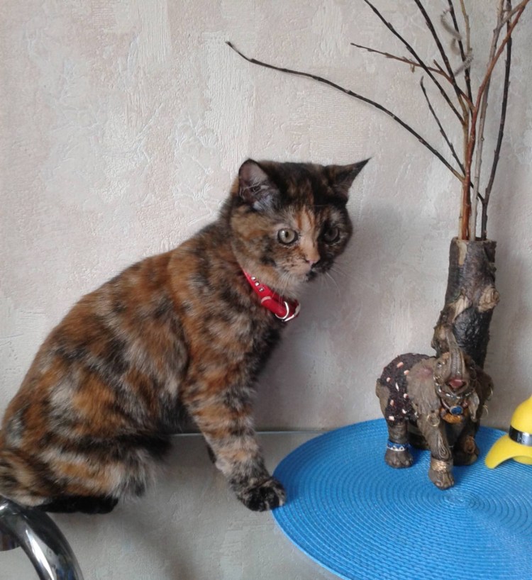 Сфинкс окрас Калико