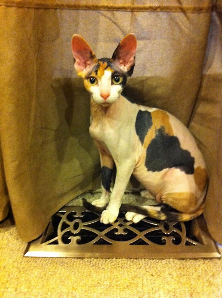 Порода Калико