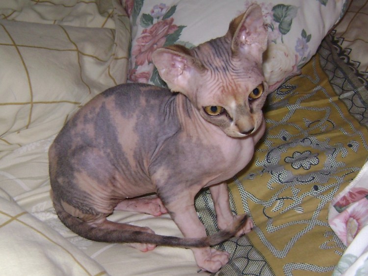 Донской сфинкс черепаховый Арлекин