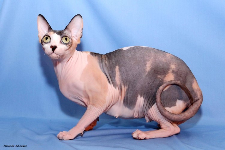 Корниш рекс черепаховый