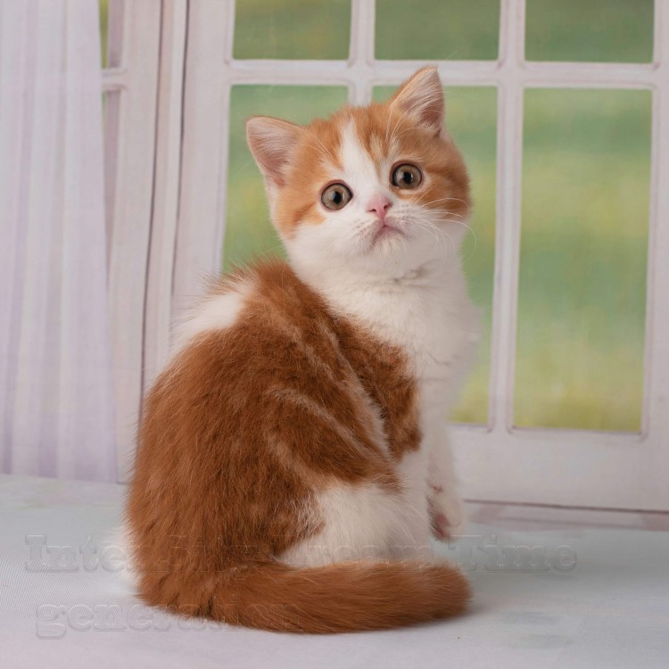 Котята скоттиш хайленд страйт