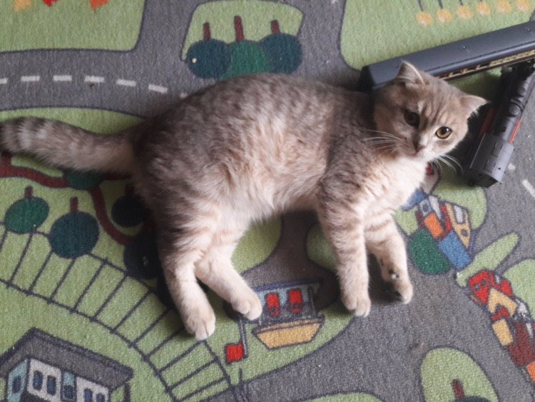 Скоттиш рекс котята