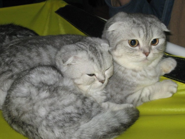 Шотландская кошка черепаховый окрас