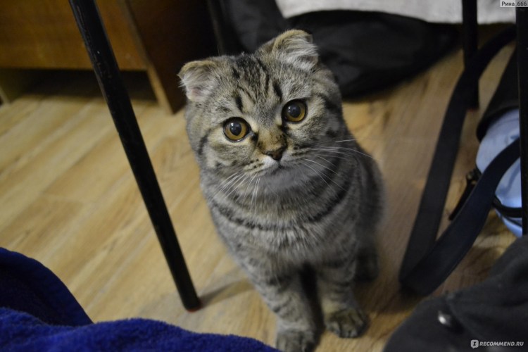 Помесь шотландской вислоухой