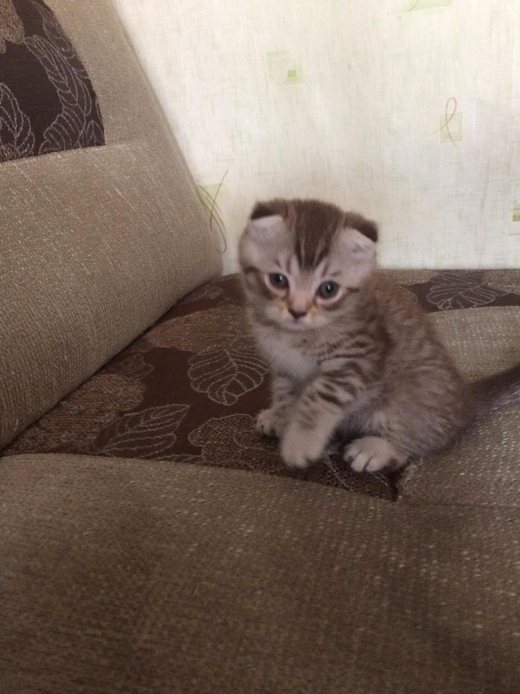 Котята вислоухие 1000000 картинок