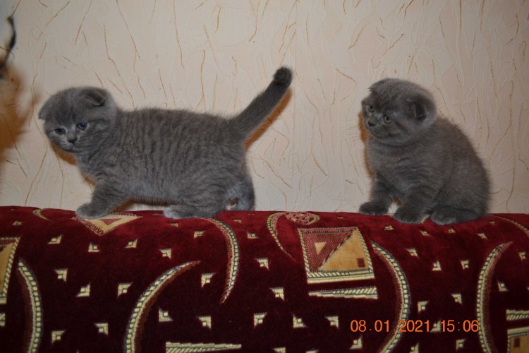 Метис шотландской вислоухой