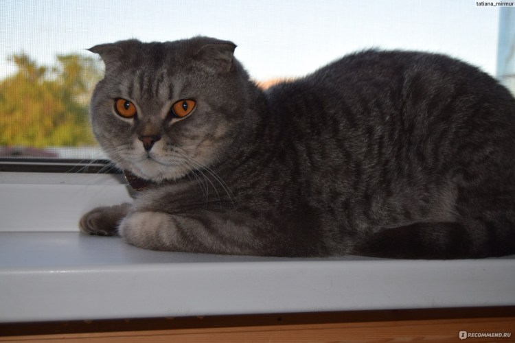 Шотландская вислоухая кошка метис