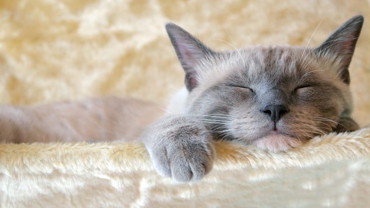 Кошка сопит