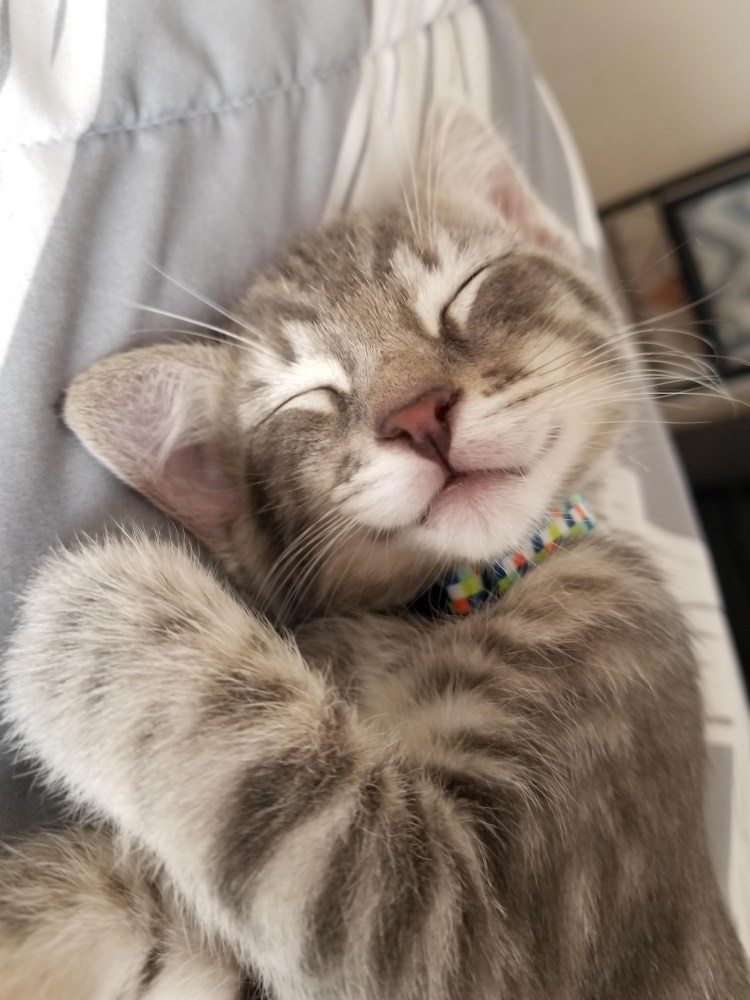 Кот закрывает лапой морду