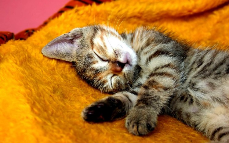 Сонная морда