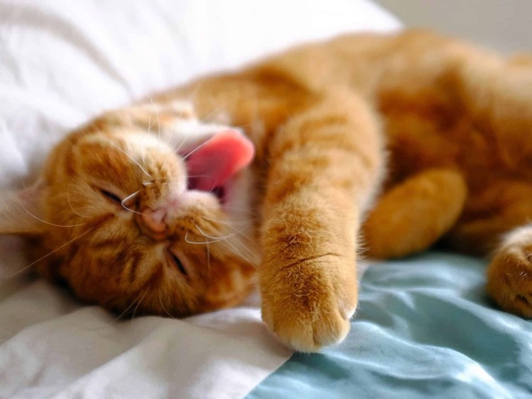 Рыжий кот проснулся