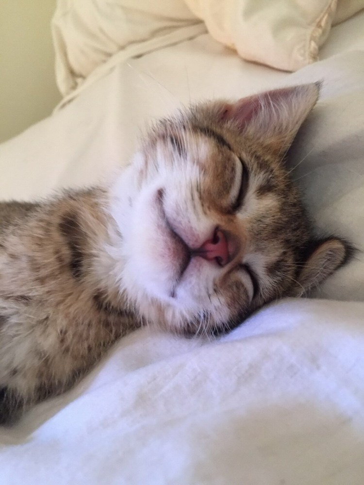 Котенок спит