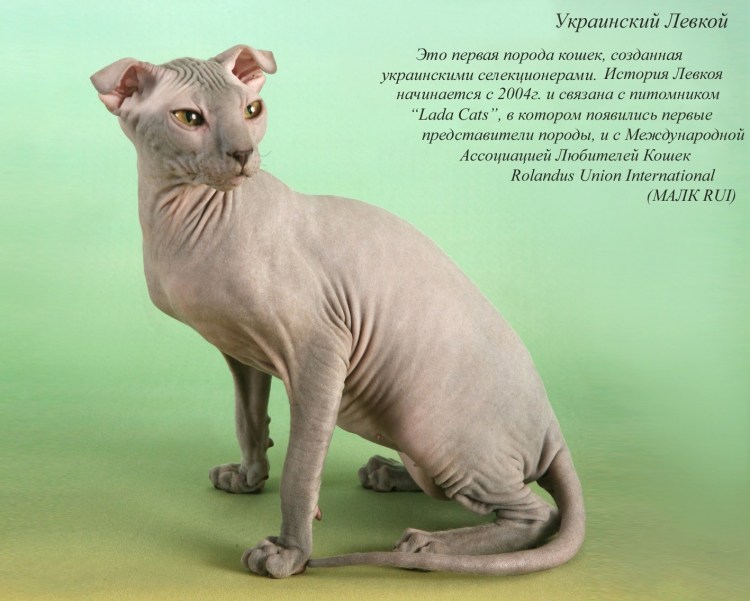 Украинская порода кошек фото