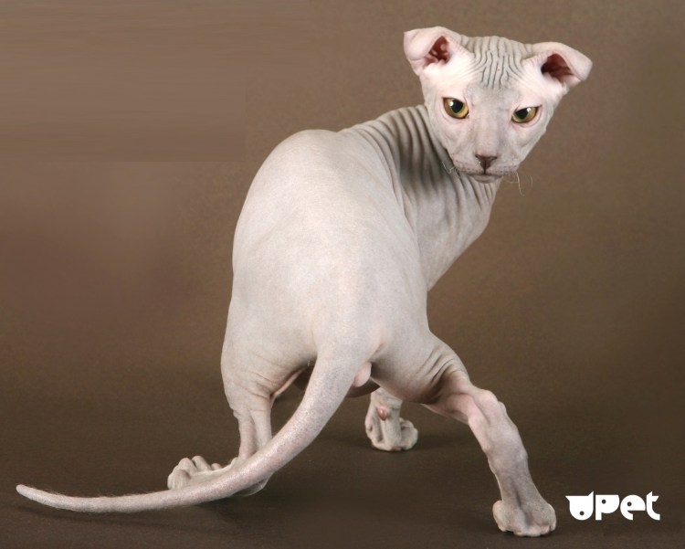 Коротколапый сфинкс Бамбино