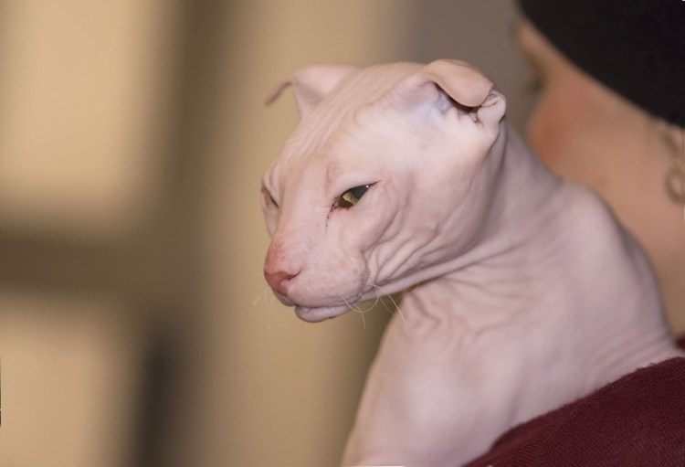 Сфинкс украинский левкой