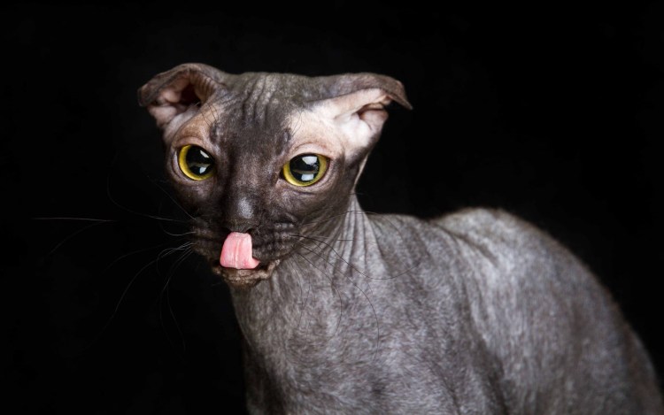 Сфинкс украинский левкой