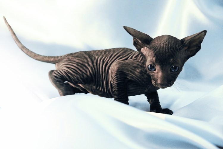 Канадский сфинкс Эльф