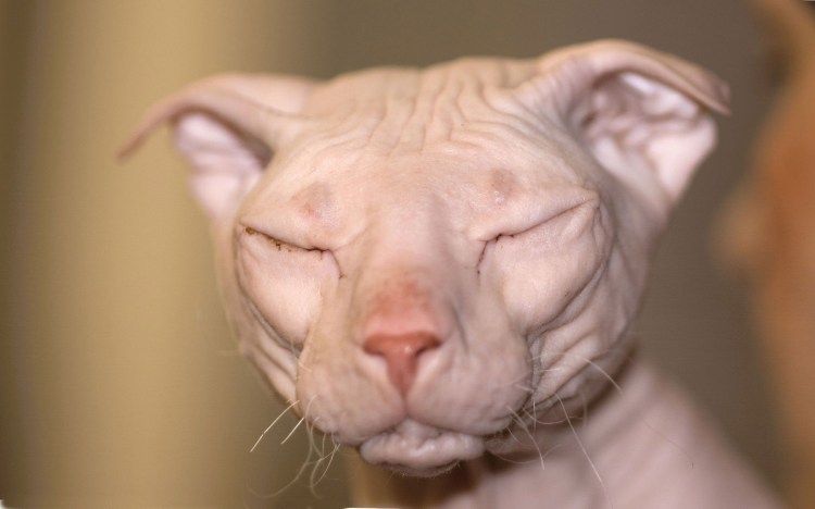 Украинский левкой браш фото