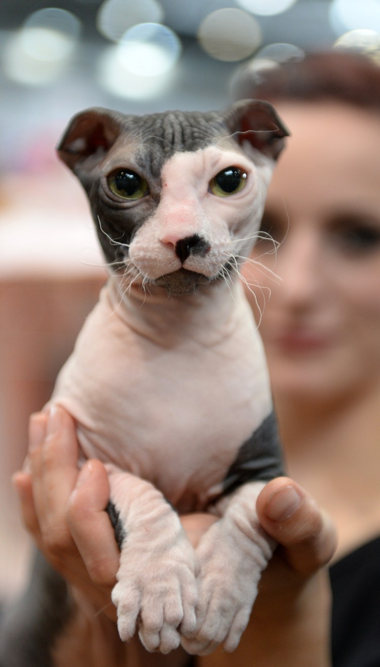 Порода левкой сфинкс