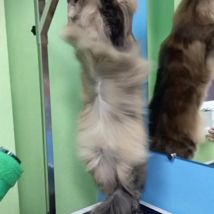 Курдюк у Мейн кунов