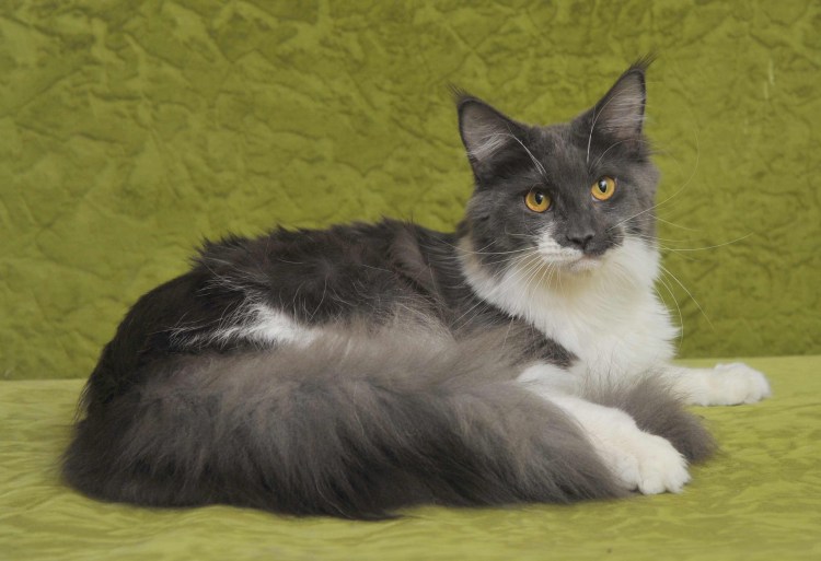 Фрея ALVR -164 важный Мейн-кун