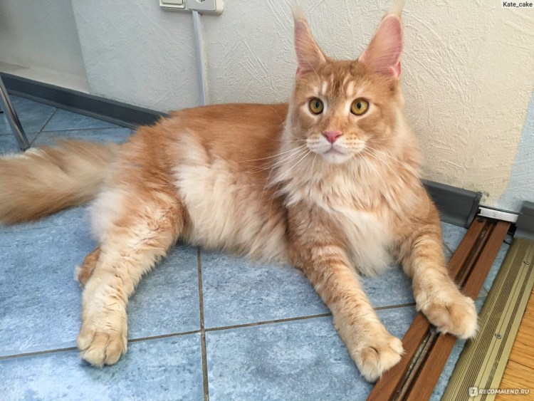 Мейн кун штанишки