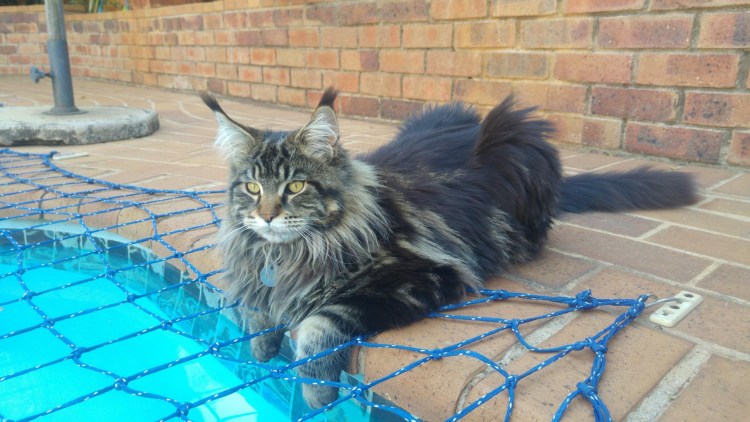 Мейн кун 4 месяца фото