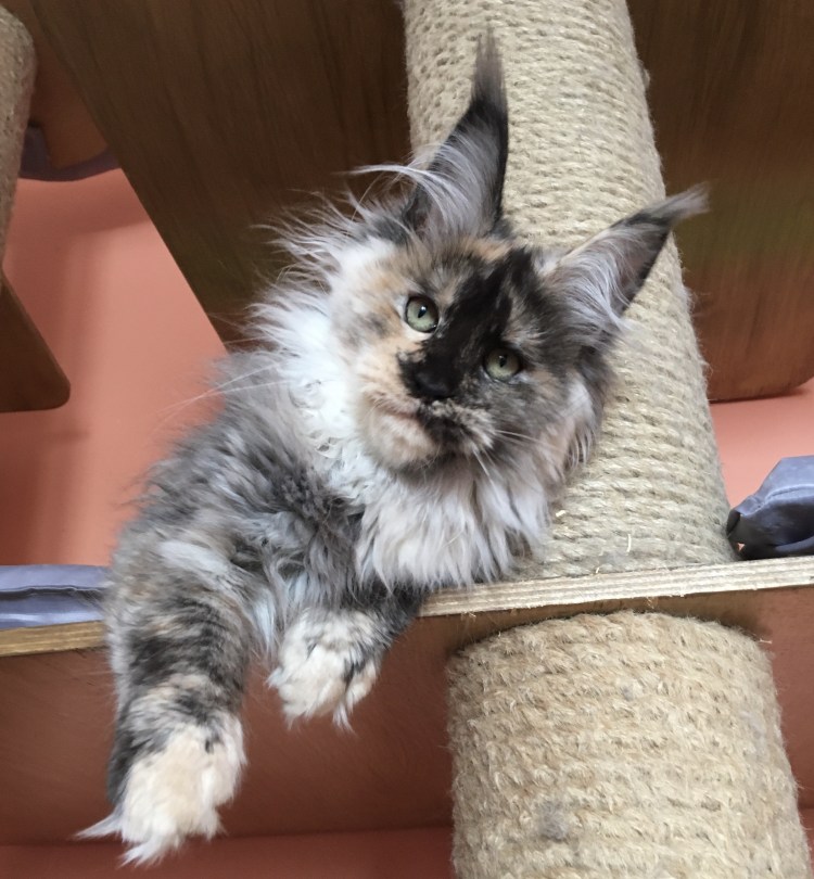 Курдюк у Мейн кунов