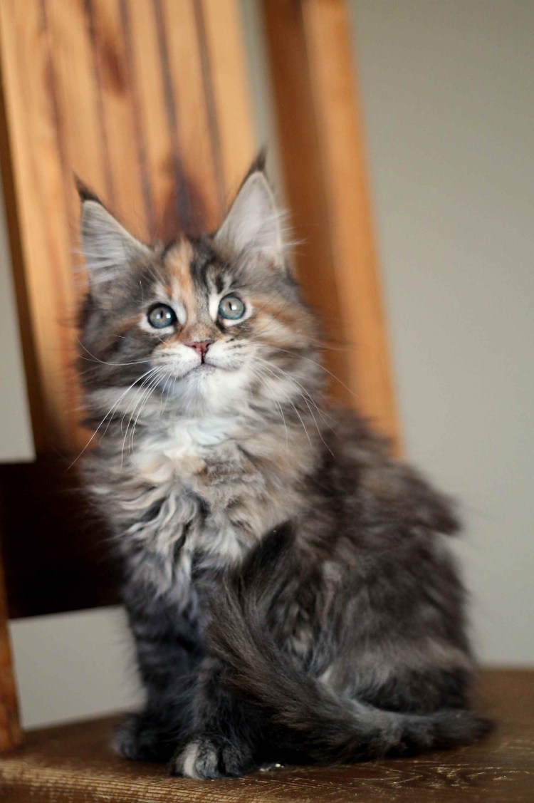 Грумер вычесать кота