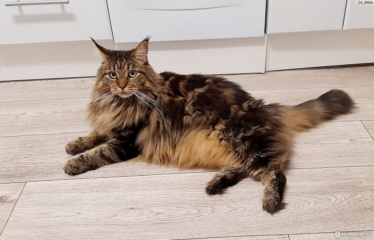 Манчкин Мейн кун помесь